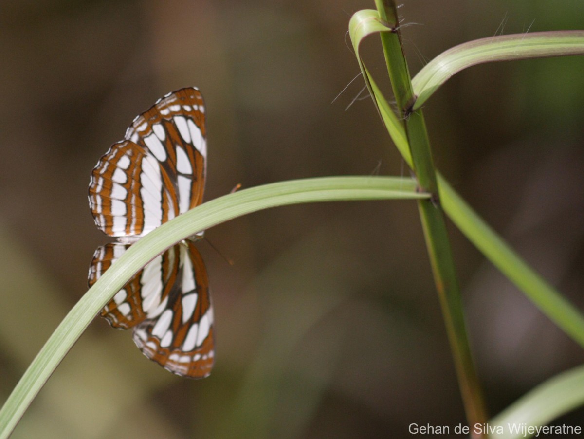 Neptis hylas Linnaeus, 1758